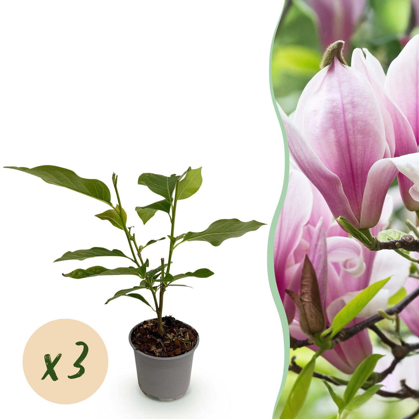 Green boutiQ - Garden Plant - Magnolia George Henry Kern - Flower Pink - 3 Plants - Deciduous - Low Maintenance - Pot 12cm Height 30cm