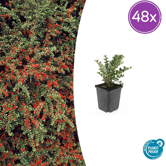 48x Cotoneaster horizontalis - ↑10-25cm - Ø9cm