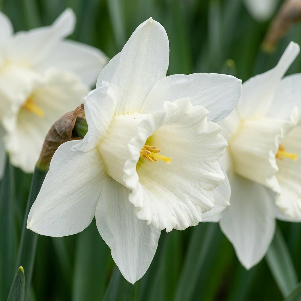 30x Narcissus Mount Hood - Trombetta - Bianco - Fioritura primaverile - Calibro 10/12