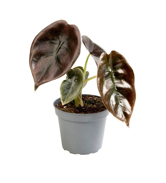 Alocasia Cuprea Red - Spiegelplant - Rood - Tropisch - Ø6cm - ↕12cm