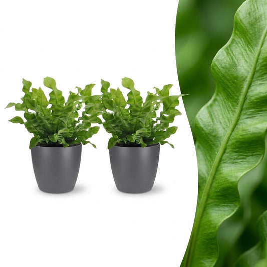 Asplenium Crispy Wave - Asplenium Crispy Wave - 2 Planten - met Potter Grijs - Pot 12cm - Hoogte - 30cm