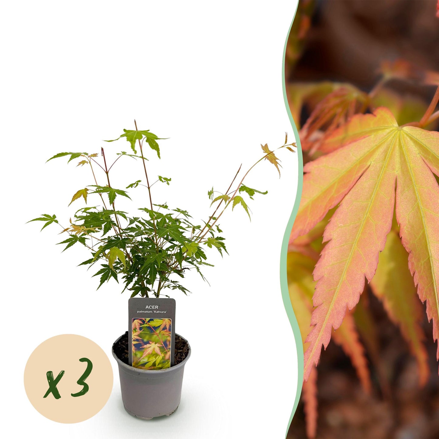 Green boutiQ - Garden Plant - Acer palmatum Katsura - Orange - 3 Plants - Deciduous - Low Maintenance - Pot 12cm Height 35cm