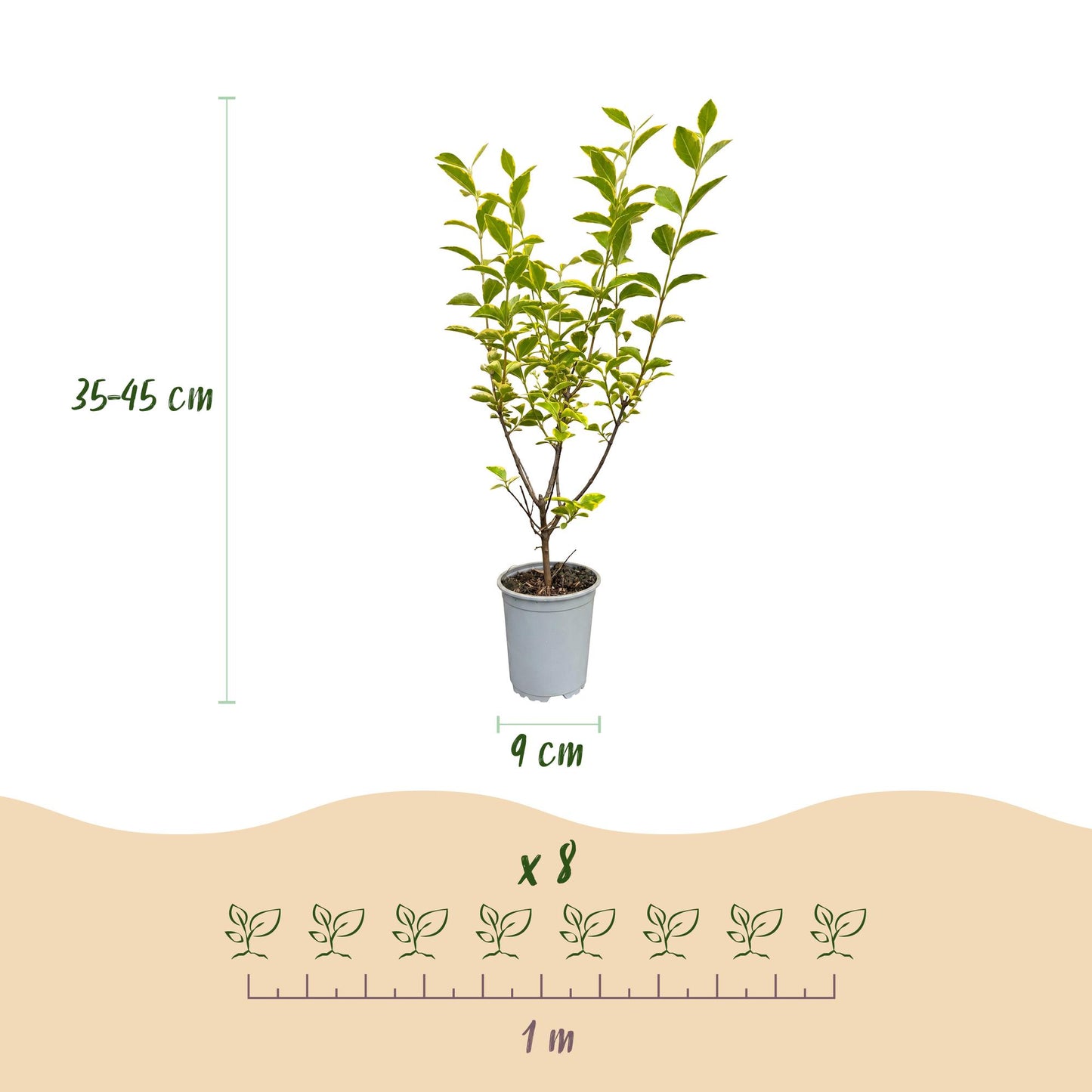 Green boutiQ - 24x Ligustrum ovalifolium Aureum - Variegated Privet - Hedge Plants - Evergreen - Variegated - Pot 9cm - Height 35-45cm