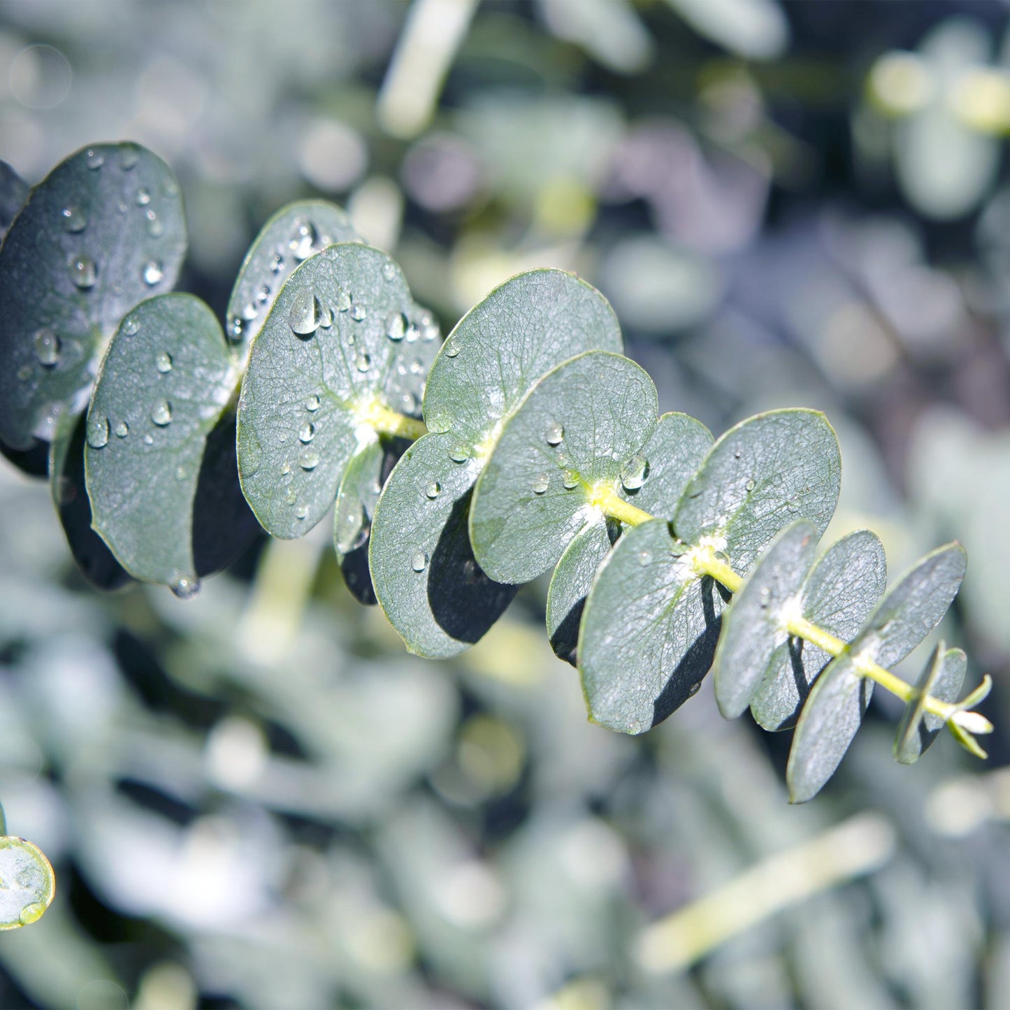 Green boutiQ - Terrasplant - Eucalyptus boom - Eucalyptus gunni  - Grijs - 2 Planten - Winterhard - Pot 17cm Hoogte 40cm
