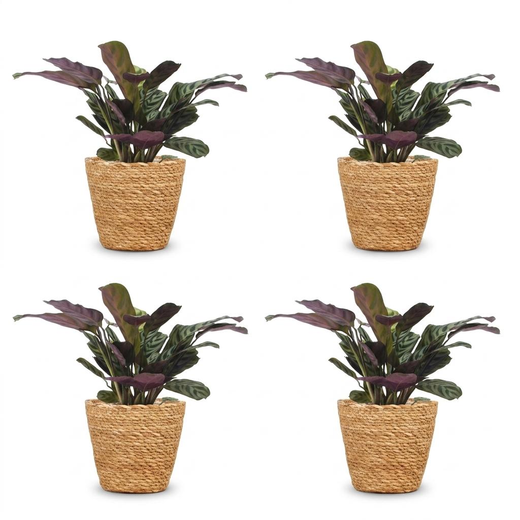 Green boutiQ - Ctenanthe Burle Marxii - Fishbone Prayer Plant - 4 Plants - with Basket - Pot 12cm - Height 30cm