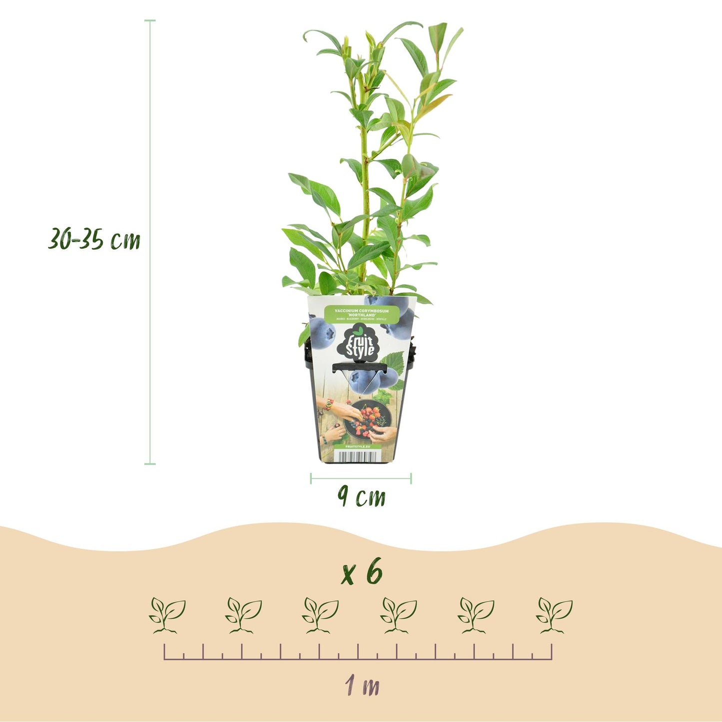 Fruit Plants - Blueberry - Vaccinium corymbosum Northland - Hardy - 6 Plants - Pot 9 cm - Blueberry