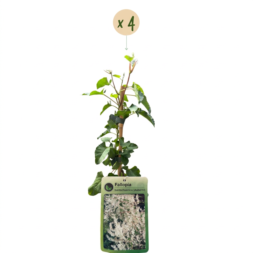 4x Fallopia aubertii - Poligono di Bald-Schiuan - Bianco - Pianta rampicante - Ø9cm - ↕35cm