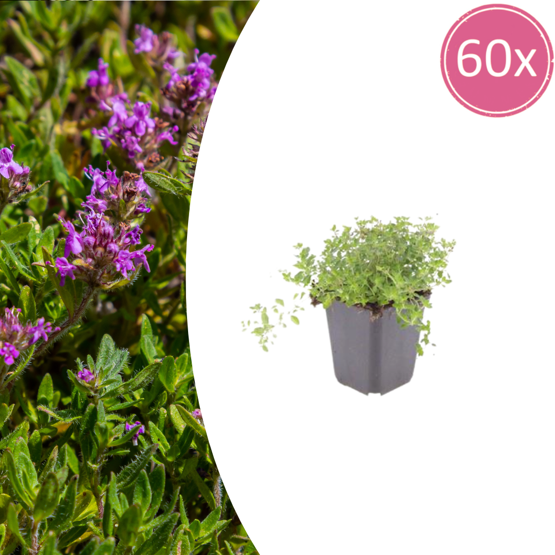 60x Thymus serpyllum – Bodembedekker | Ø9 cm potten | 10–25 cm hoogte