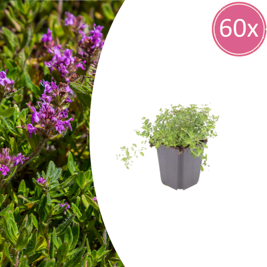 60x Thymus serpyllum – Bodembedekker | Ø9 cm potten | 10–25 cm hoogte