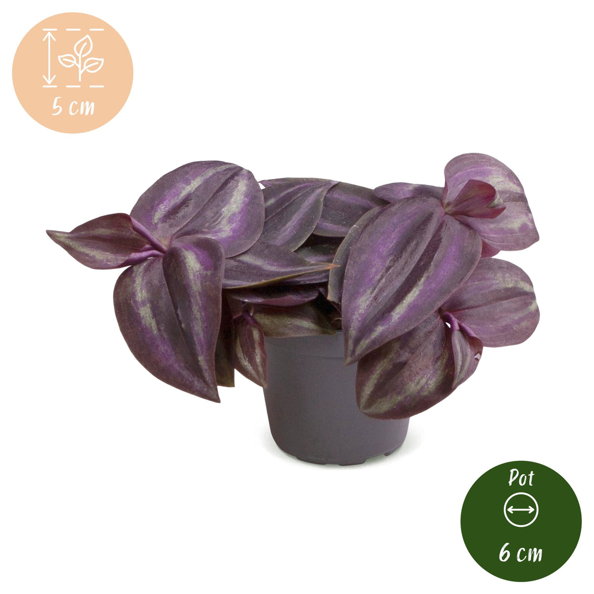 Tradescantia Purple Joy - Tradescantia Purple Joy - Viola - Rosa - Tropicale - Ø6cm - ↕5cm