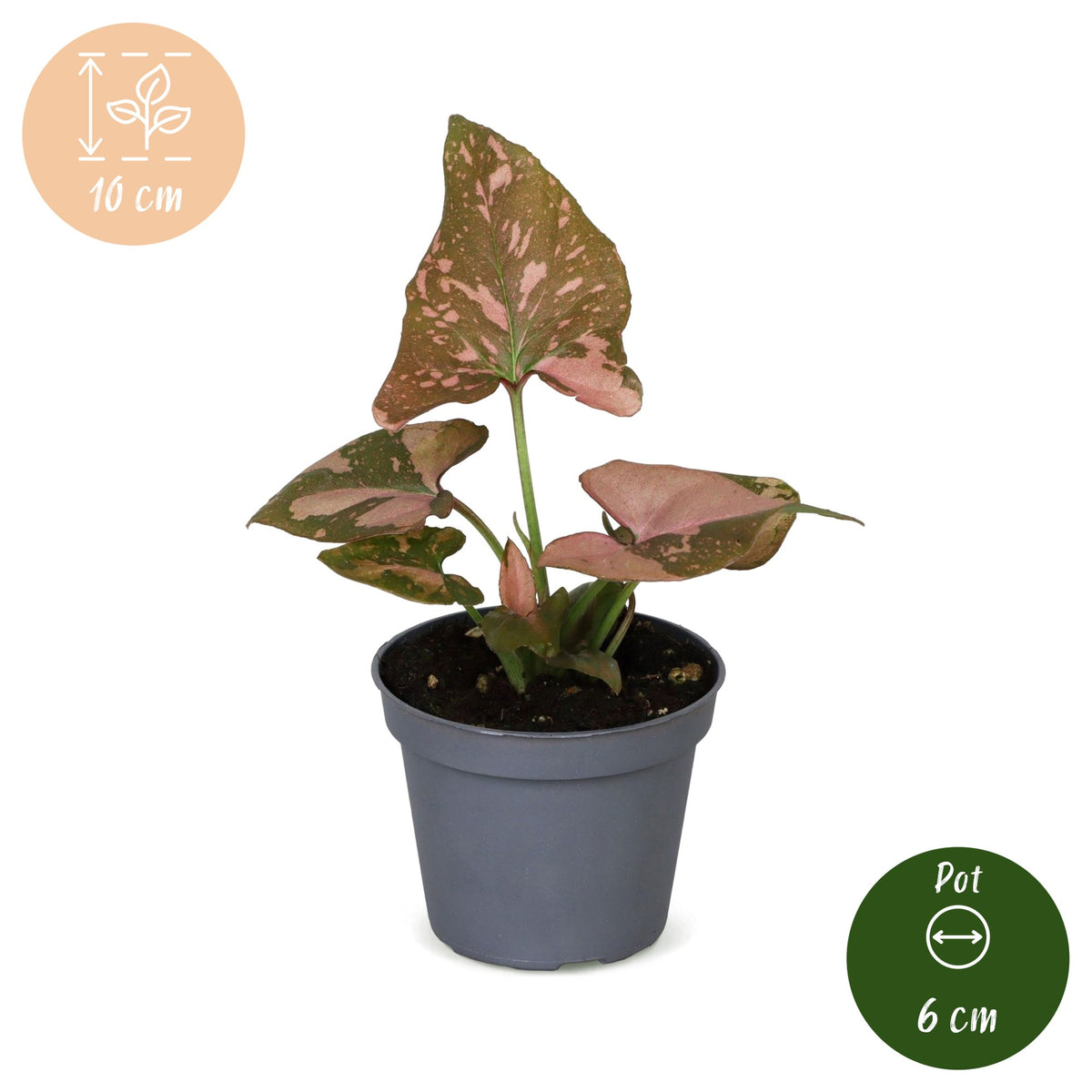 Syngonium Pink Splash - Pink arrowhead plant - Green - Pink - Tropical - Ø6cm - ↕10cm