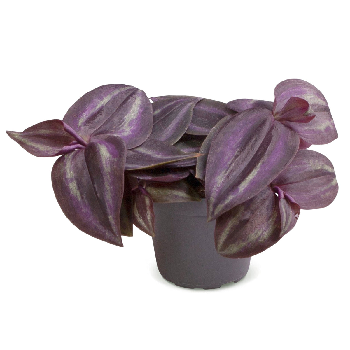 Tradescantia Purple Joy - Tradescantia Purple Joy - Viola - Rosa - Tropicale - Ø6cm - ↕5cm