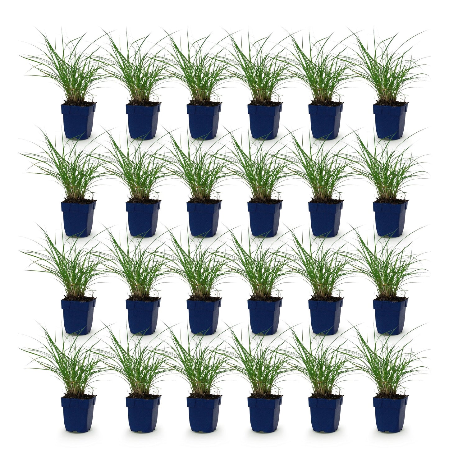 Grasses - Miscanthus sin. Red Chief - Pampas Grass - With Plume - Green - 24 Plants - Pot 11cm - Height 15-25cm