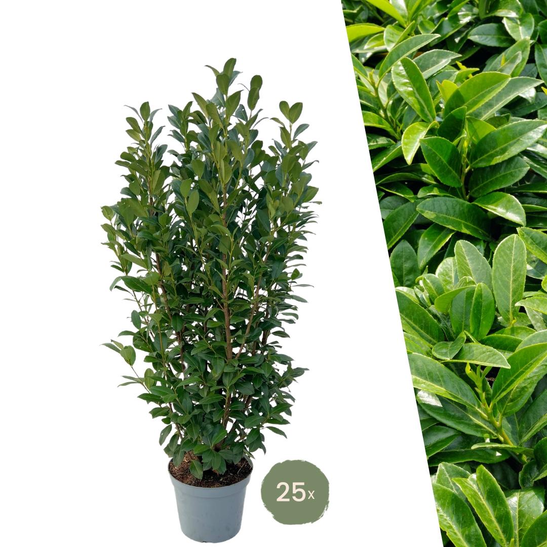 Grandi piante di Lauroceraso Obelisco per 10 metri lineari di siepe | - 12L - 25 x | ↨ 100-125 cm