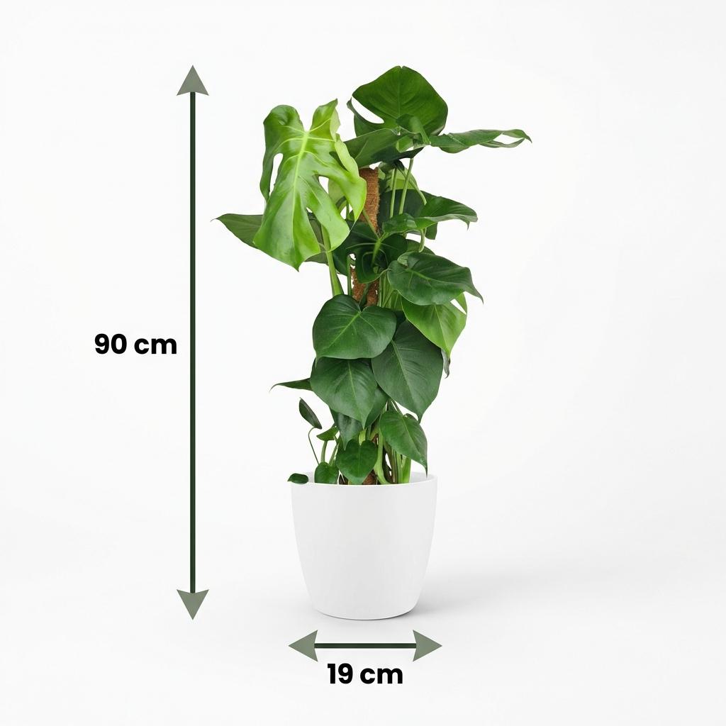 Green boutiQ - Houseplant - Swiss Cheese Plant - Monstera Deliciosa moss pole - Green - Low maintenance - 1 Plant - with White Pot - Pot 19cm - Height 90cm