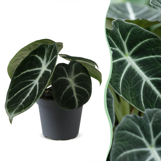 Alocasia Ninja - Alocasia Ninja - Zwart - Tropisch - Ø6cm - ↕10cm