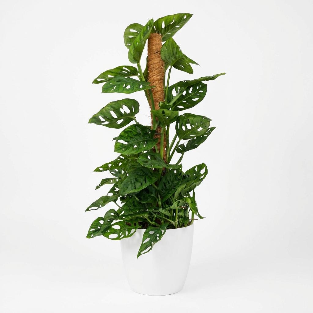 Green boutiQ - Indoor Plant - Monkey Mask - Monstera Adansonii Moss Pole - Green - Low Maintenance - 1 Plant - with White Pot - 19cm Pot - 90cm Height
