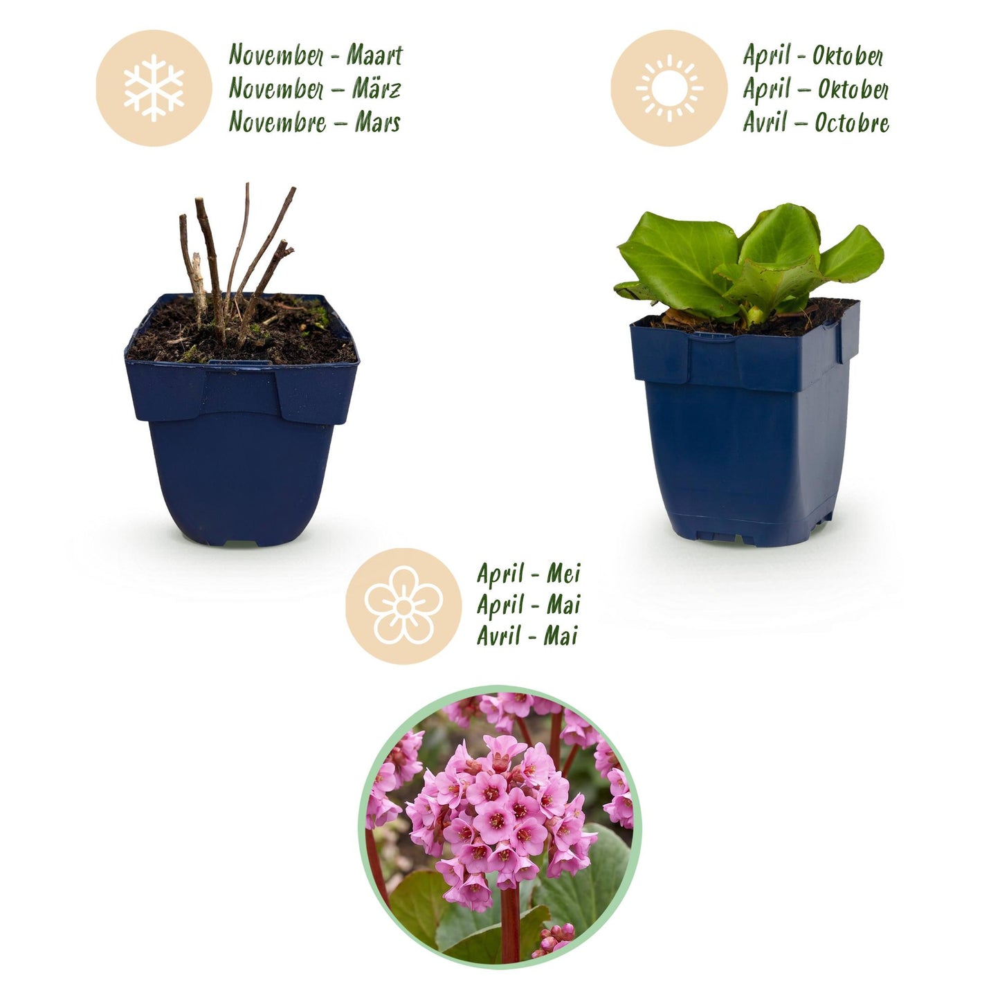 Pianta perenne - Bergenia cordifolia - Pianta della bergenia - Ombra - Rosa - 6 piante - Vaso 11 cm - Altezza 15-25 cm