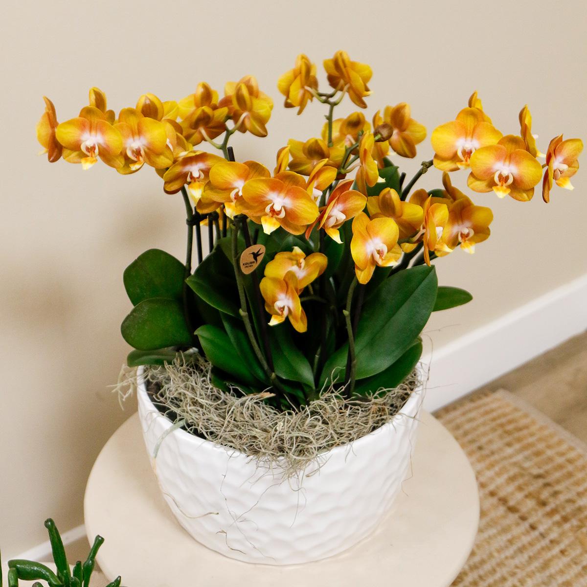 Hummingbird Orchids | orange orchid set in Honey dish incl. water reservoir | three orange orchids Las Vegas12cm | Mono Bouquet white with self-sufficient water reservoir