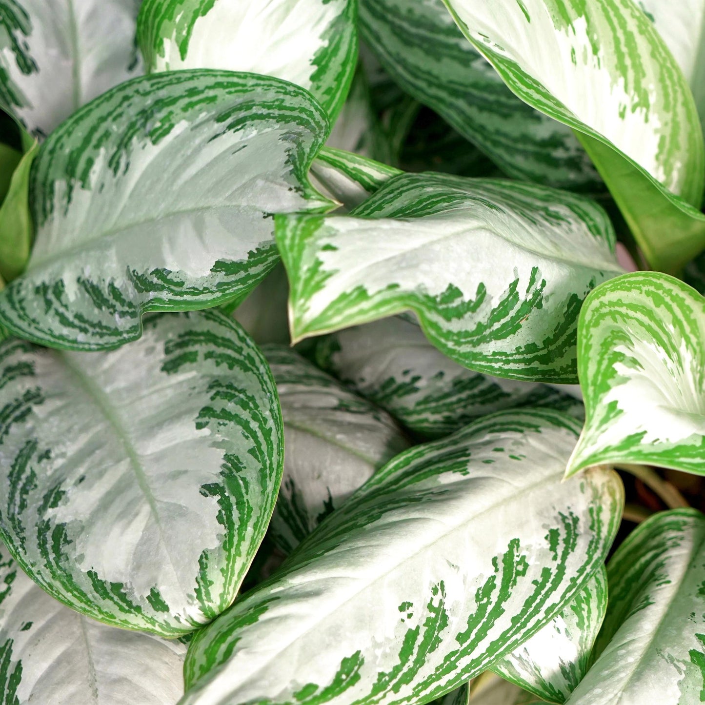 Green is... Houseplants - Aglaonema Silver Bay - Silver Leaf - Low maintenance - with basket - Green - 1 Plant - Pot 17cm - Height 70-75cm