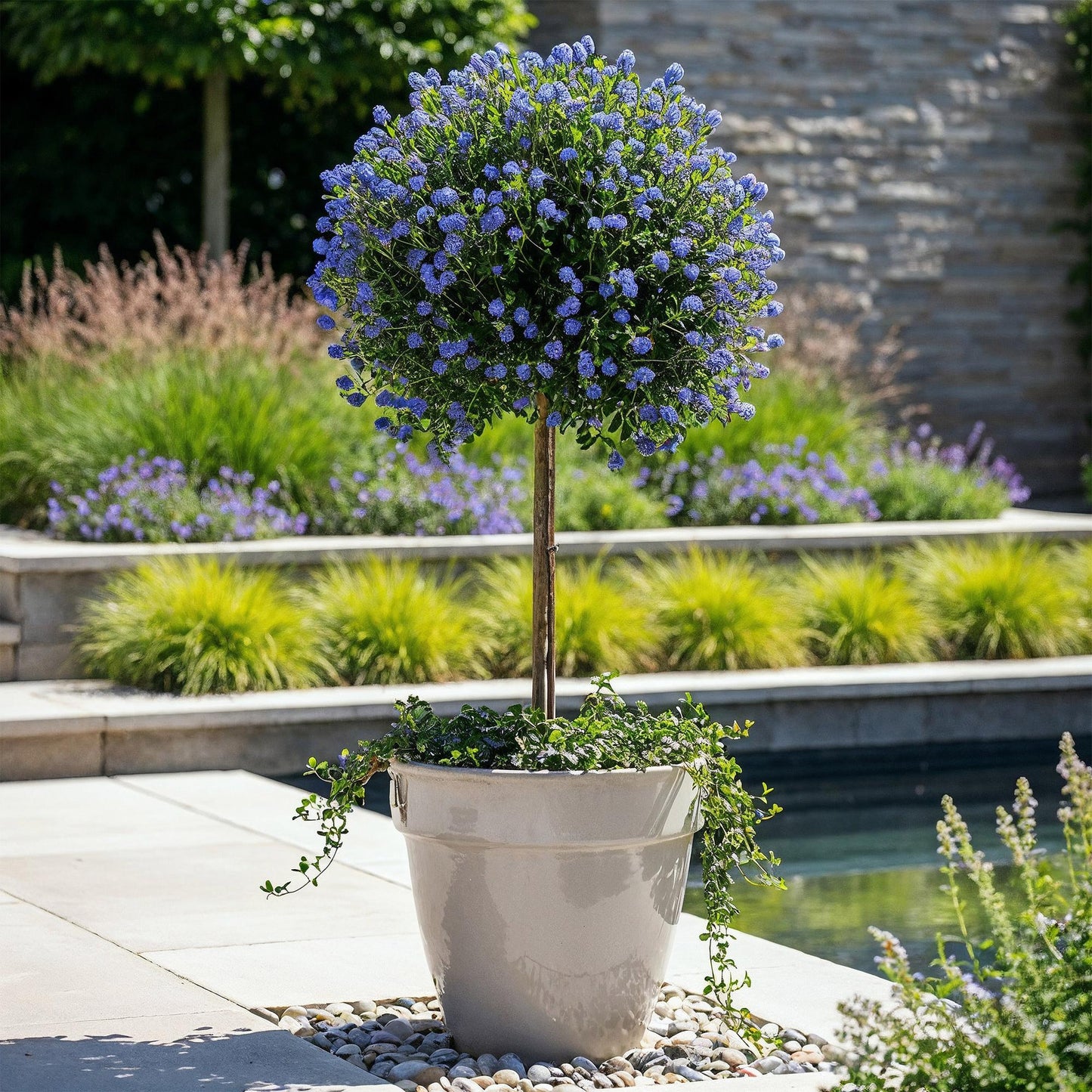 Green boutiQ - Plant on Stem - Ceanothus impressus Victoria - Patio Plant - Evergreen - Winter Hardy - Purple Flower - Pot 19cm Height 90cm