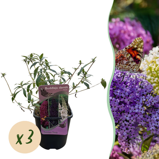 Green boutiQ - Buddleja davidii Tricolour - Fiore rosa, bianco e viola - 3 piante - 1 m² - Decidua - Attrae le farfalle - Vaso 17 cm Altezza 30 cm