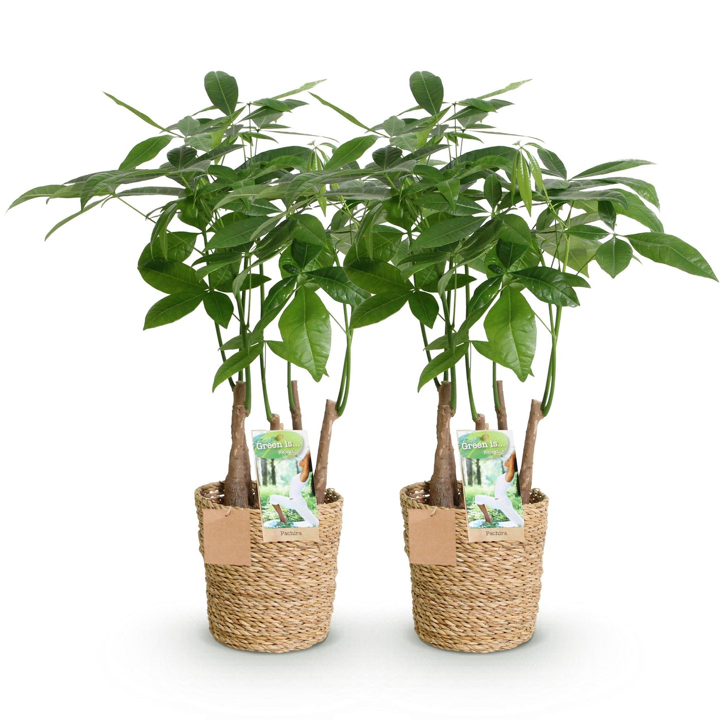 Green boutiQ - Houseplants - Pachira Aquatica multi stem - Money tree - Low maintenance - with basket - Green - 2 Plants - Pot 17cm - Height 50-55cm