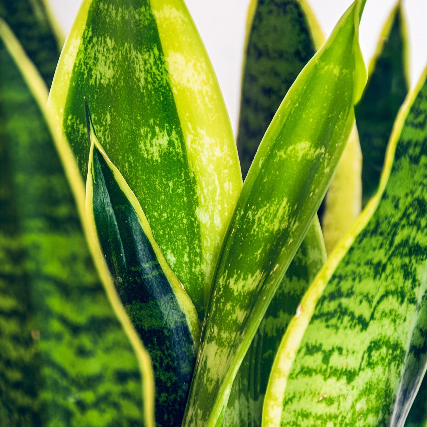 Green is... Kamerplanten - Sansevieria Laurentii - Vrouwentong - Weinig onderhoud - Groen - 1 Plant - Pot 21cm - Hoogte 70-80cm