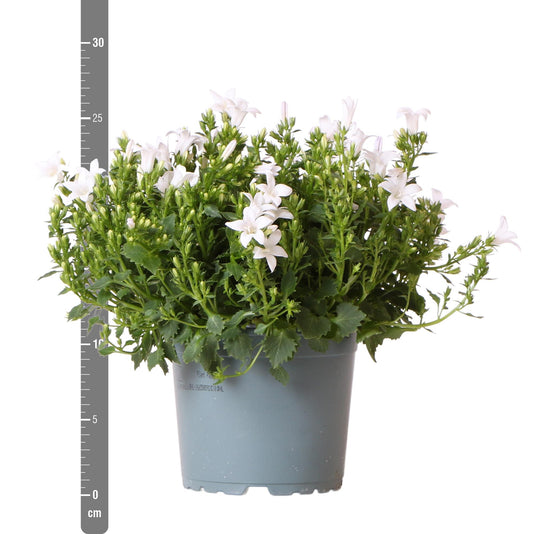 Campanula Addenda - Klokjesbloem wit potmaat 12cm - 1m2 bodembedekker - 6 stuks - Ambella white - tuinplanten - winterhard
