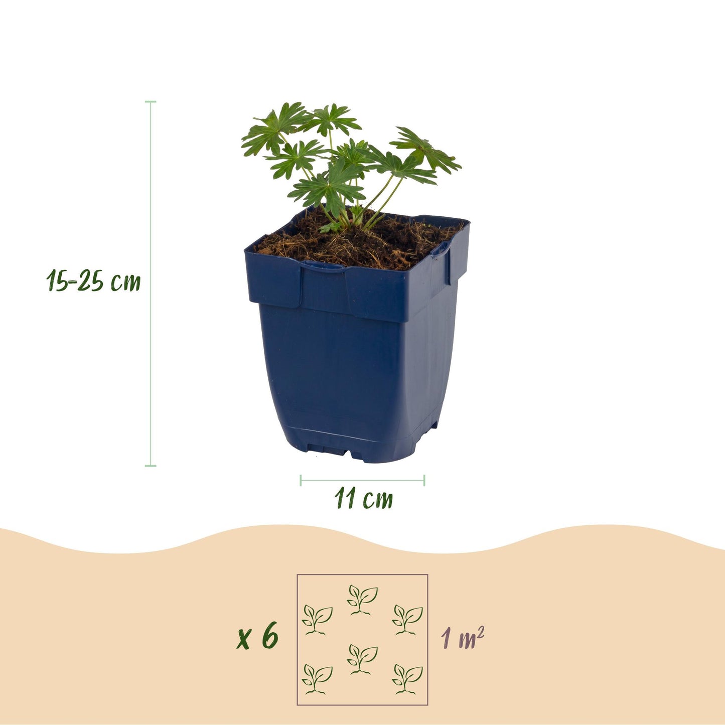 Vasteplant - Geranium sang. Album - Ooievaarsbek - Bodembedekkend - Wit - 6 Planten - Pot 11cm - Hoogte 15-25cm