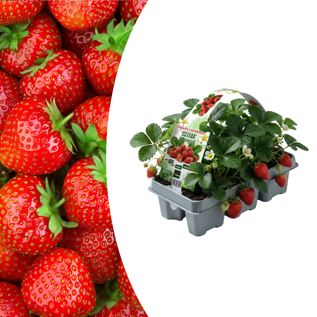 Strawberries 6-pack (Fragaria) 100% organic