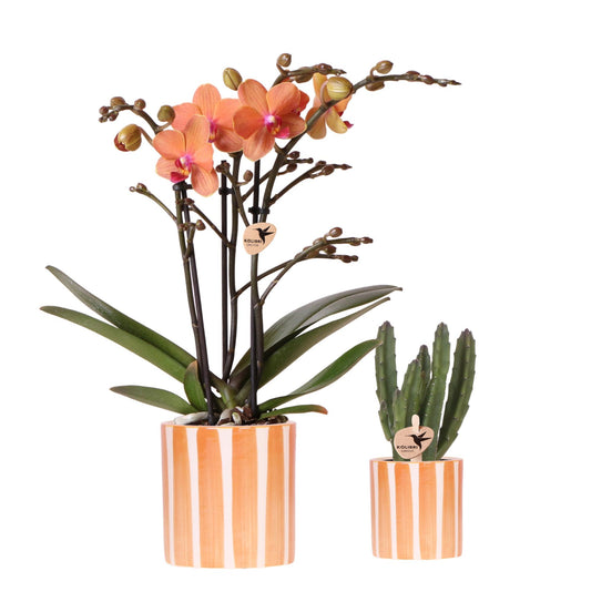 Kolibri Company | Set di piante Orchidea Phalaenopsis Arancione Bolzano e Succulenta incl. vasi decorativi in ​​ceramica