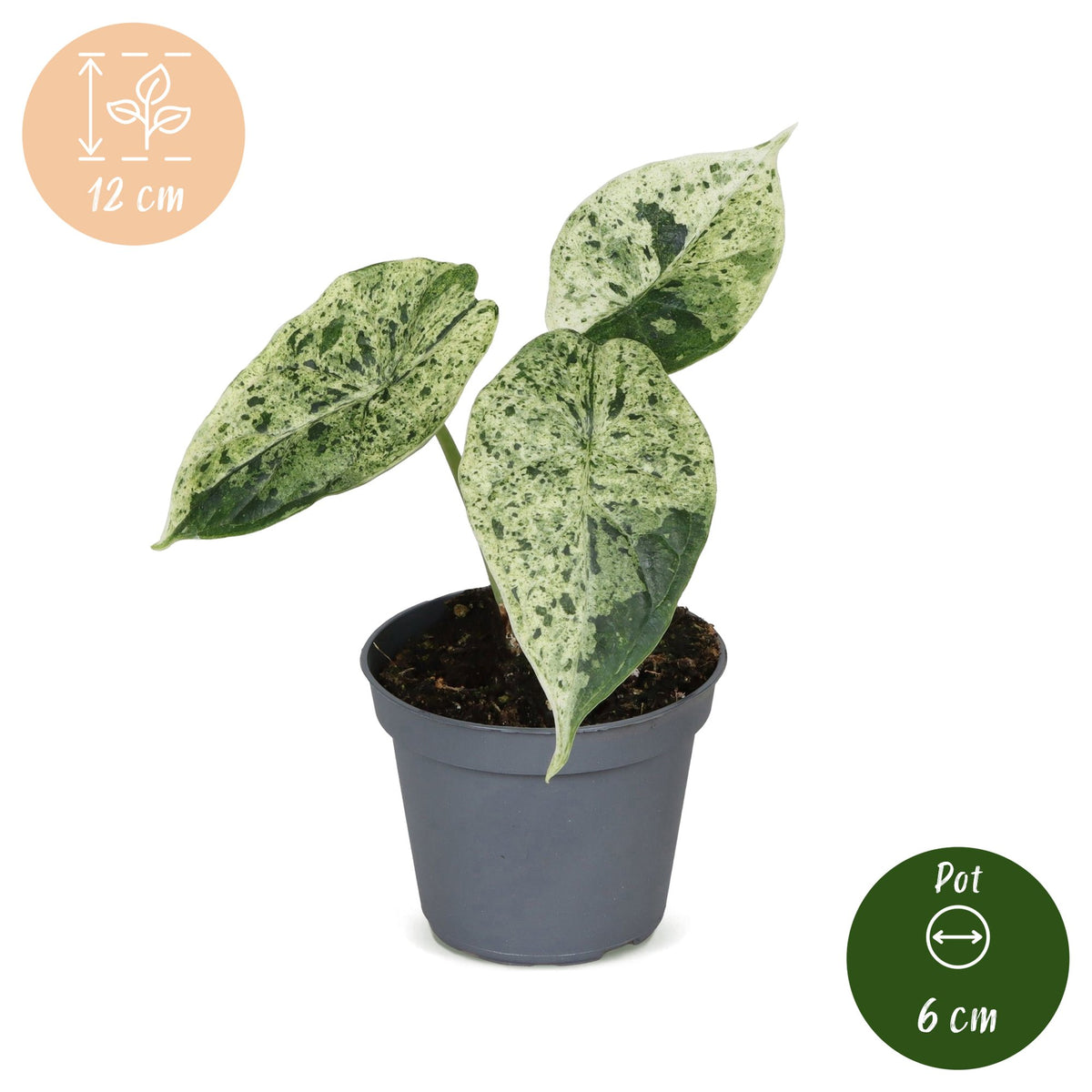 Alocasia Dragon Scale Mint Variegata - Alocasia Dragon Scale Mint Variegata - Groen - Variegata - Tropisch - Ø6cm - ↕12cm