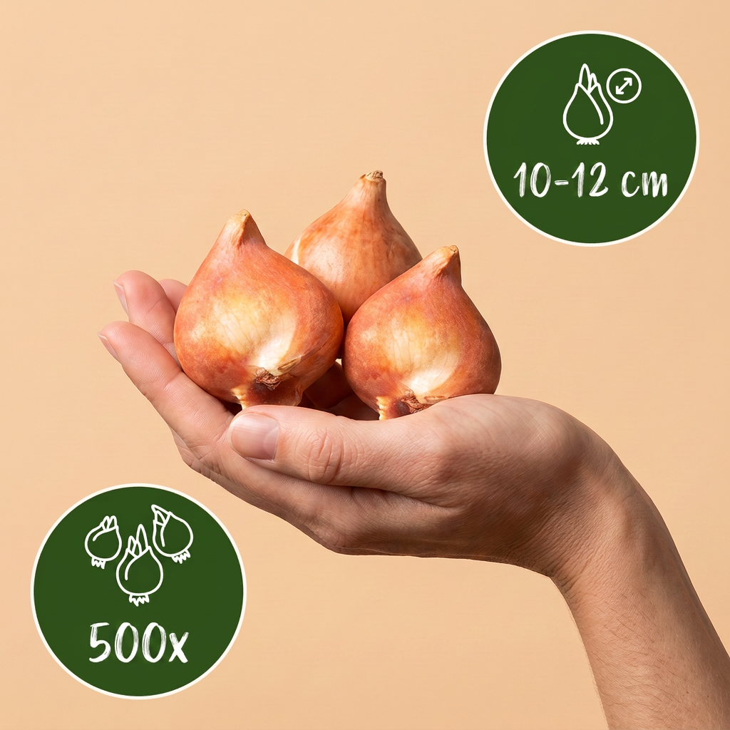 500x Bulb Garden Pink - Bollentuinroze - Vari - Fioritura estiva - Calibro 10/12