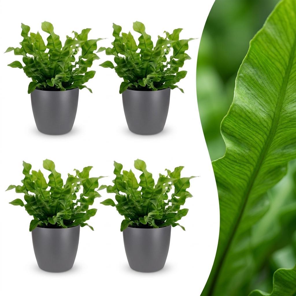 Asplenium Crispy Wave - Asplenium Crispy Wave - 4 Piante - con Vaso Grigio - Vaso 12cm - Altezza - 30cm