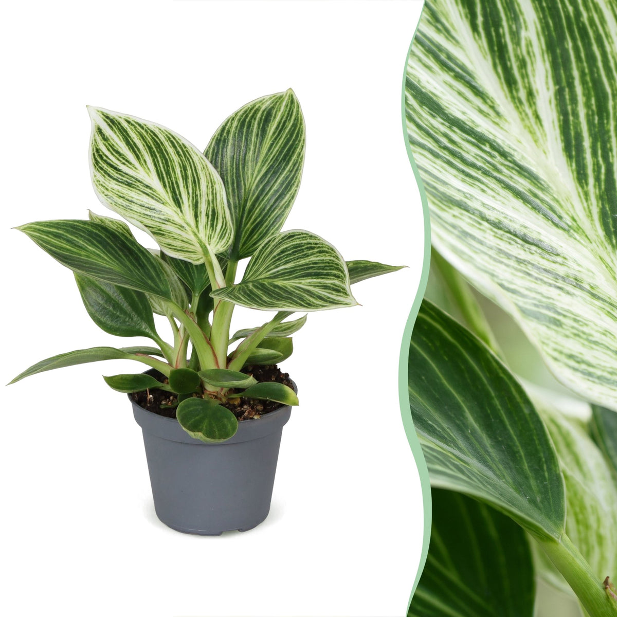 Philodendron Witte Maat - Philodendron White Measure - Groen - Wit - Tropisch - Ø6cm - ↕10cm