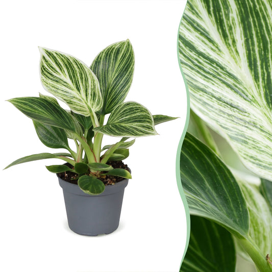Philodendron White Measure - Philodendron White Measure - Verde - Bianco - Tropicale - Ø6cm - ↕10cm