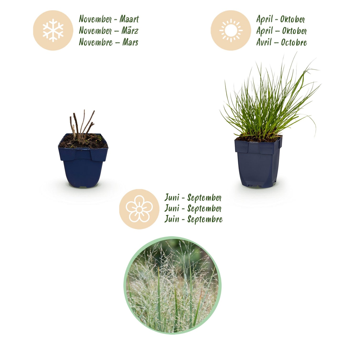 Grassen - Panicum virg. Northwind - Prairiegraan - Met Pluim - Groen - 12 Planten - Pot 11cm - Hoogte 15-25cm