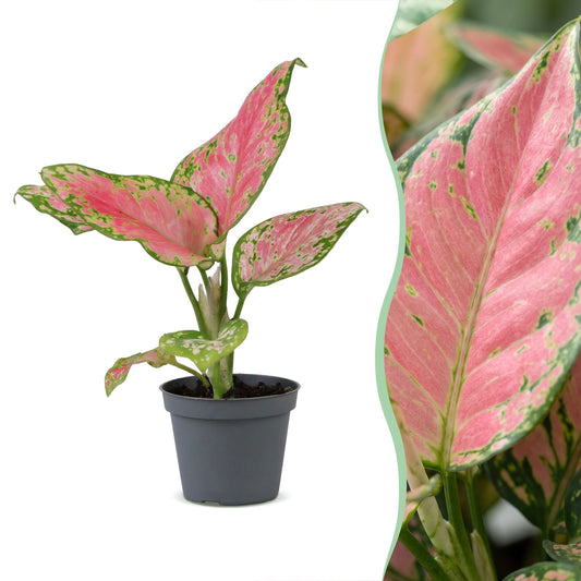 Aglaonema Red Valentine - Chinees groen - Roze - Tropisch - Ø6cm - ↕12cm