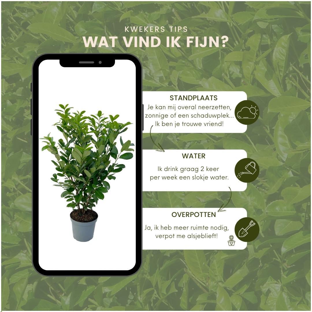 Large Cherry Laurel Plants Rotundifolia for 10 linear metres of hedge length | - 15L - 20x | ↨ 125-150 cm