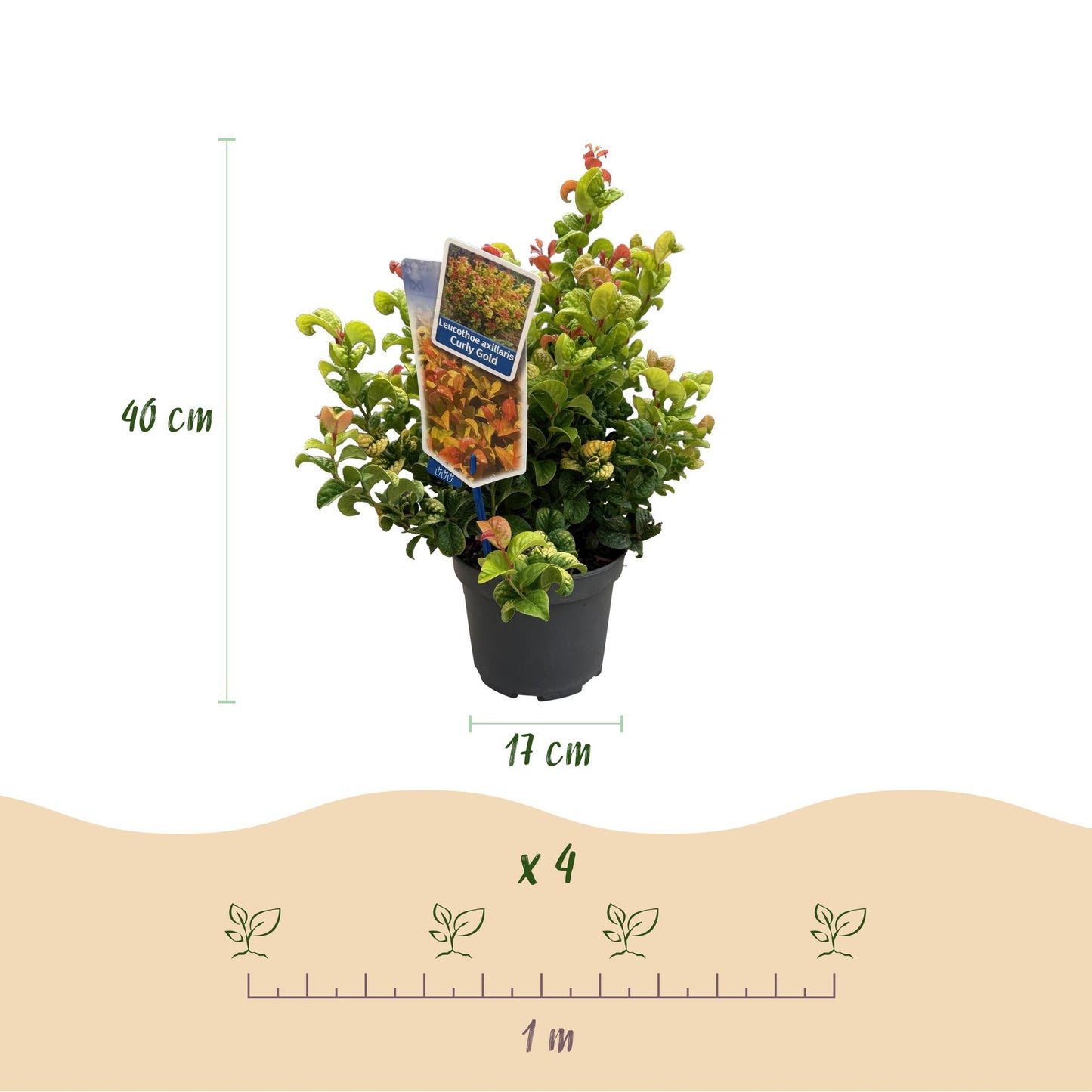 Tuinplant - Leucothoe Curly Gold - Geel - 1 Plant - Groenblijvend - Weinig Onderhoud - Pot 17cm Hoogte 40cm