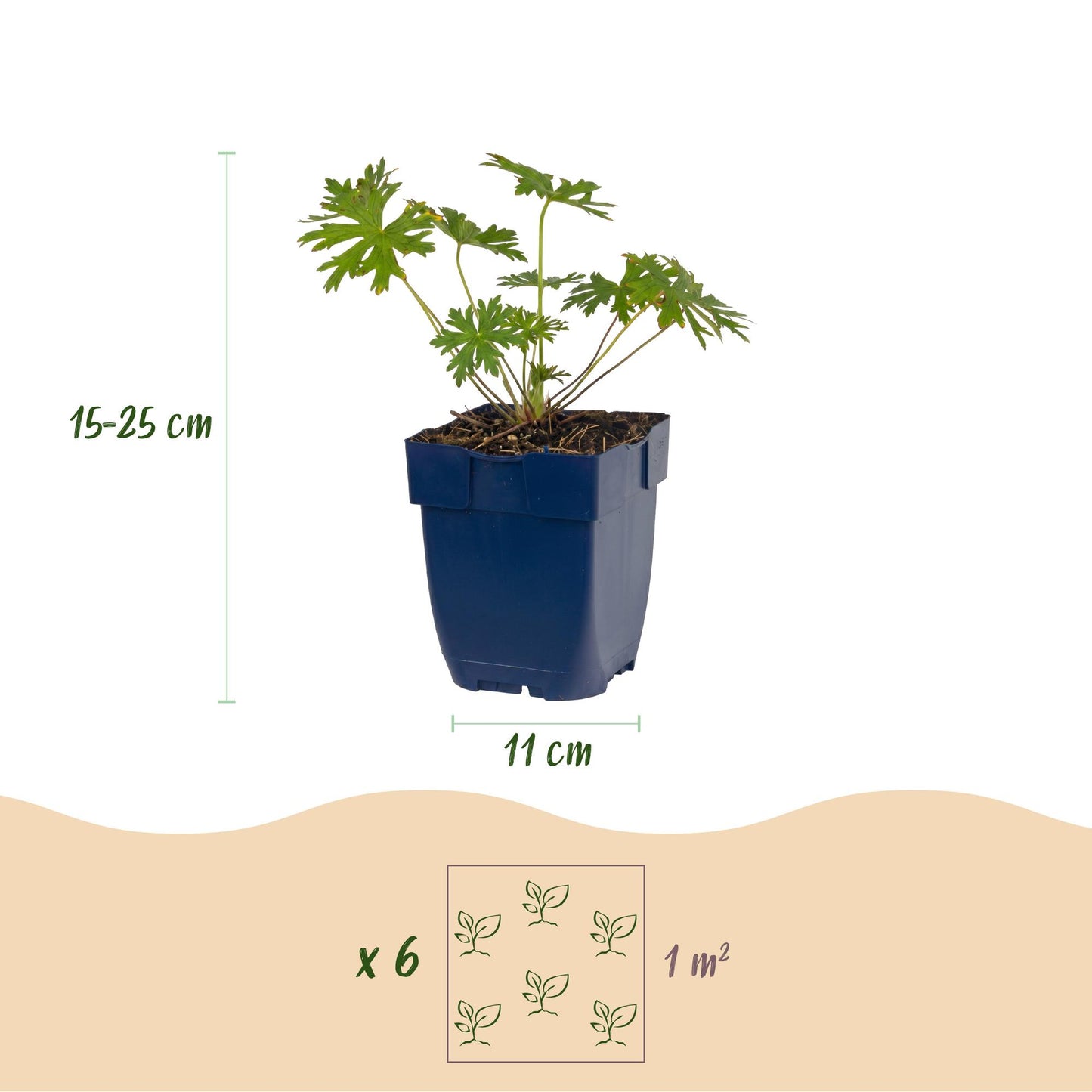Vasteplant - Geranium Tricolour - Ooievaarsbek - Bodembedekkend - Paars - Roze - Wit - 12 Planten - Pot 11cm - Hoogte 15-25cm