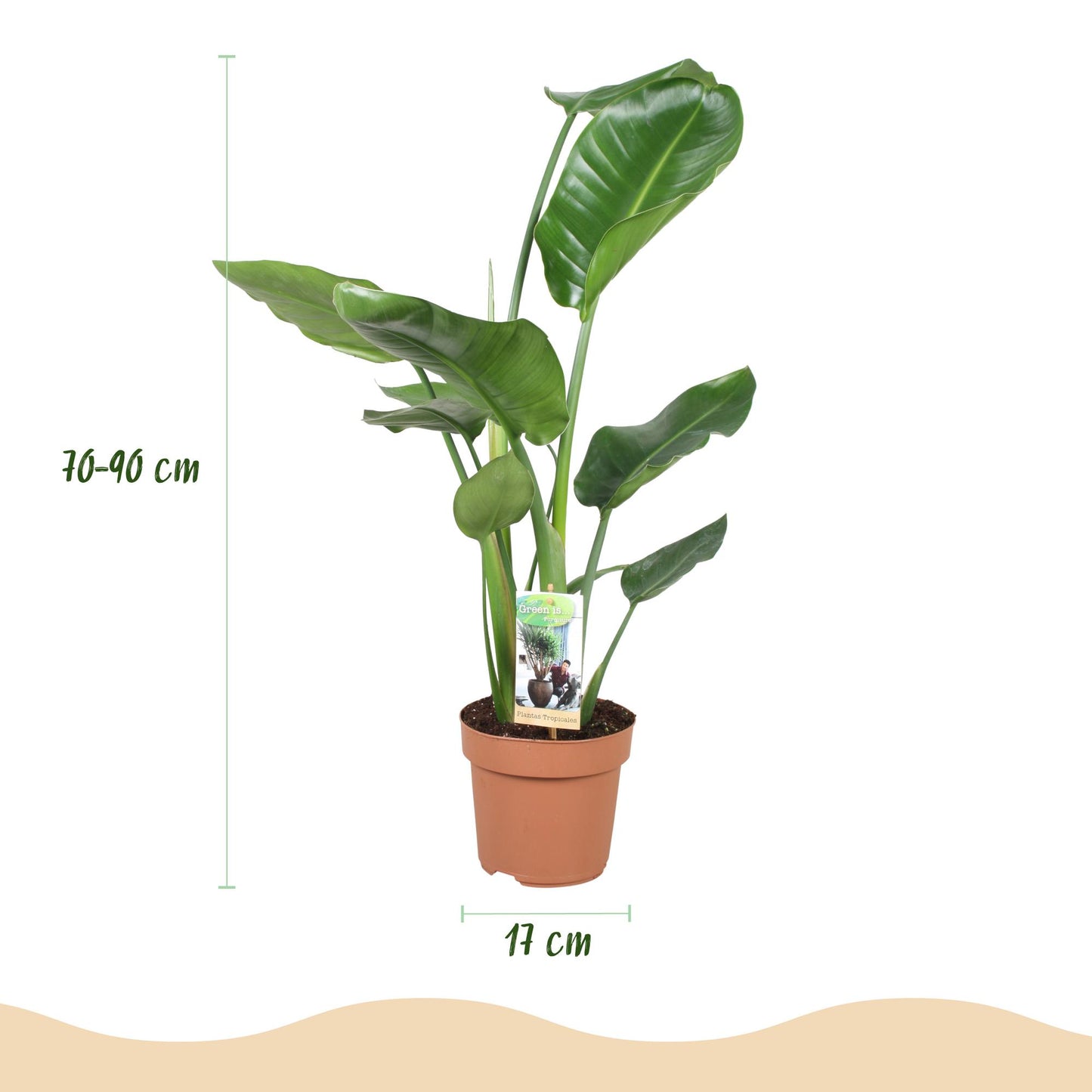 Green is... Piante da interno - Strelitzia Nicolai - Uccello del Paradiso - Poca manutenzione - Verde - 1 Pianta - Vaso 17cm - Altezza 70-90cm