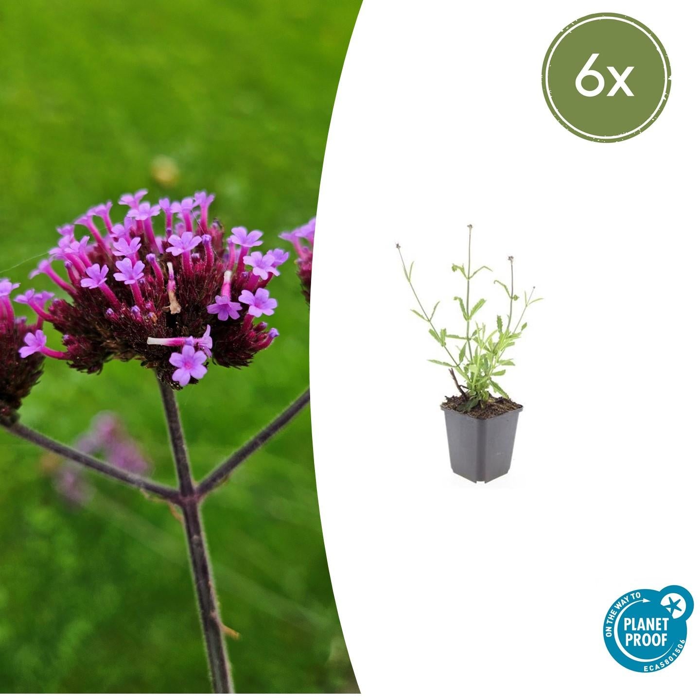 6x Verbena voucher. 'Lollipop' - ↕10-25cm - Ø9cm