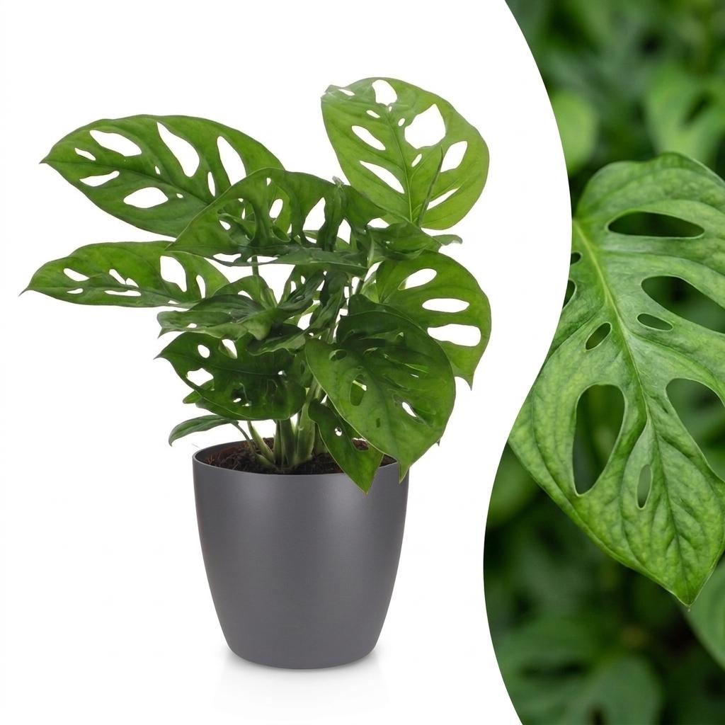 Monstera Adansonii - Rhaphidophora Tetrasperma - 1 Plant - met Potter Grijs - Pot 12cm - Hoogte - 25cm