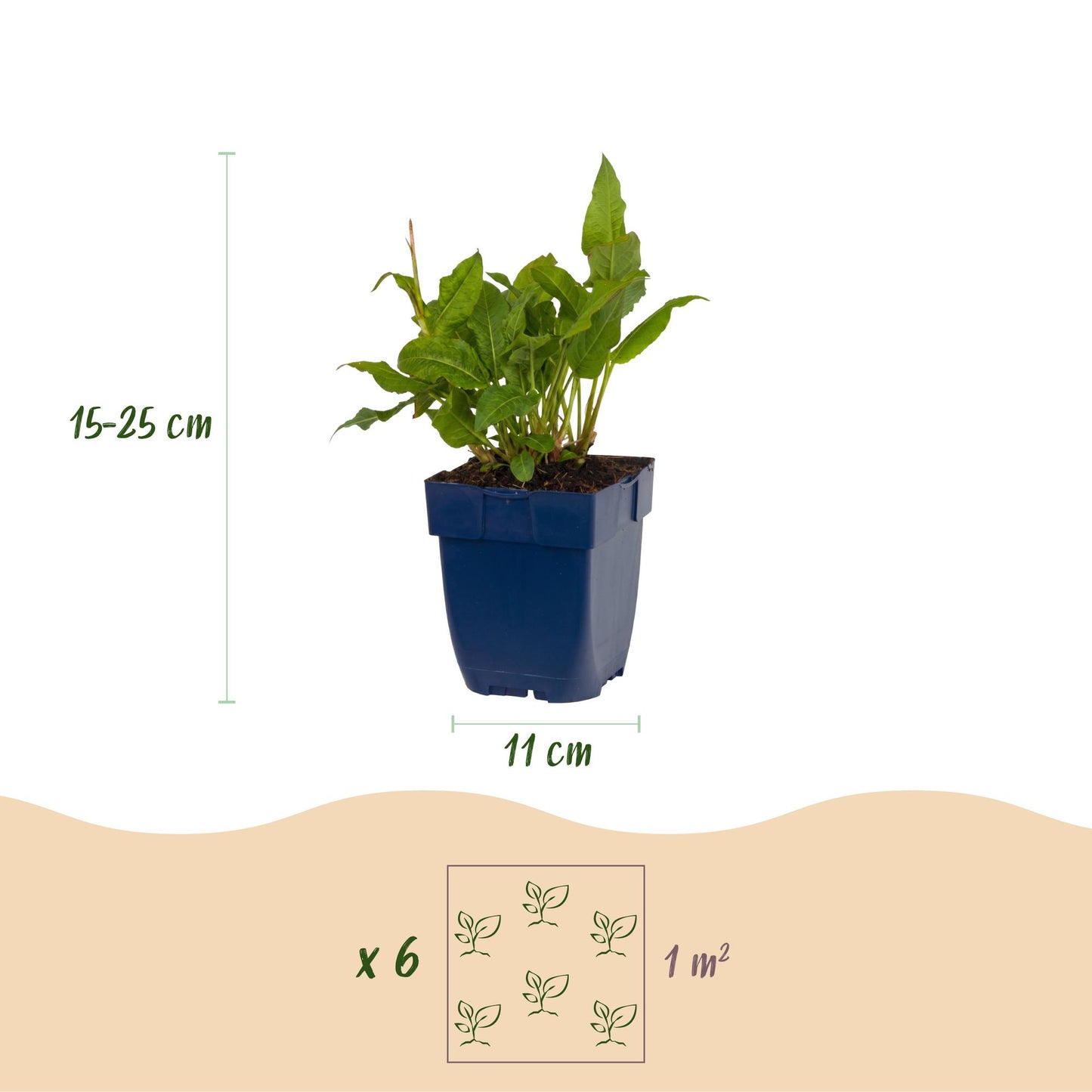 Vasteplant - Persicaria ampl. Rosea - Duizendknoop - Schaduw - Roze - 12 Planten - Pot 11cm - Hoogte 15-25cm