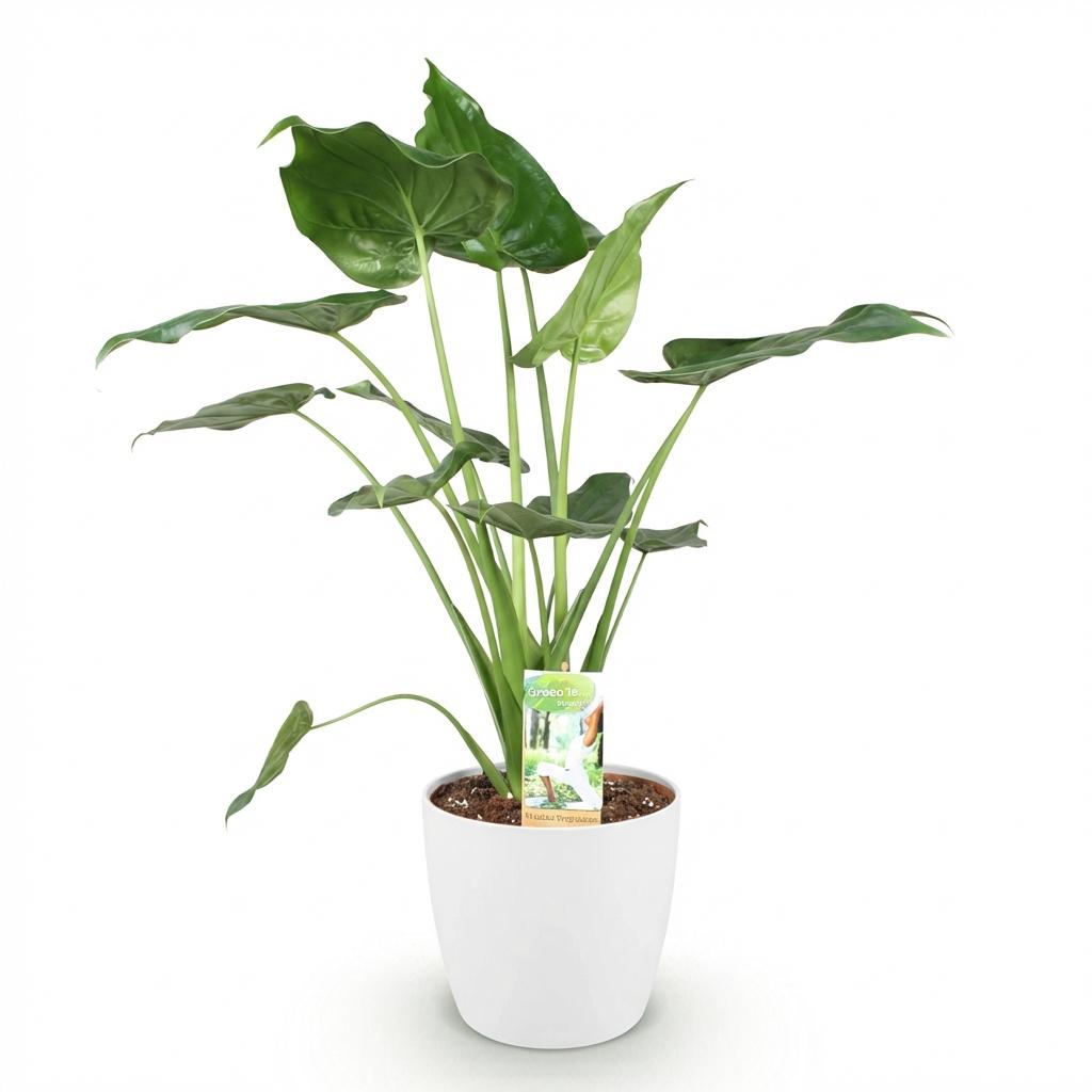 Green boutiQ - Houseplants - Alocasia Cucullata - Buddha's Hand - Low maintenance - Green - 1 Plant - with Potter White - Pot 21cm - Height 65-70cm