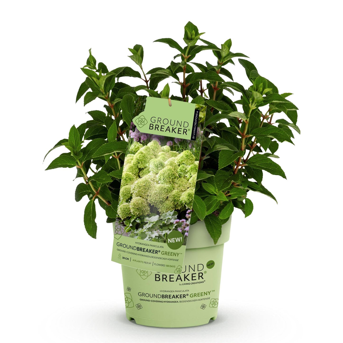Green boutiQ - Pianta da Giardino - Hydrangea paniculata Groundbreaker Greeny - Ortensia Paniculata - Resistente - Crema - 1 Pianta - Vaso 14cm - Altezza 20-25cm