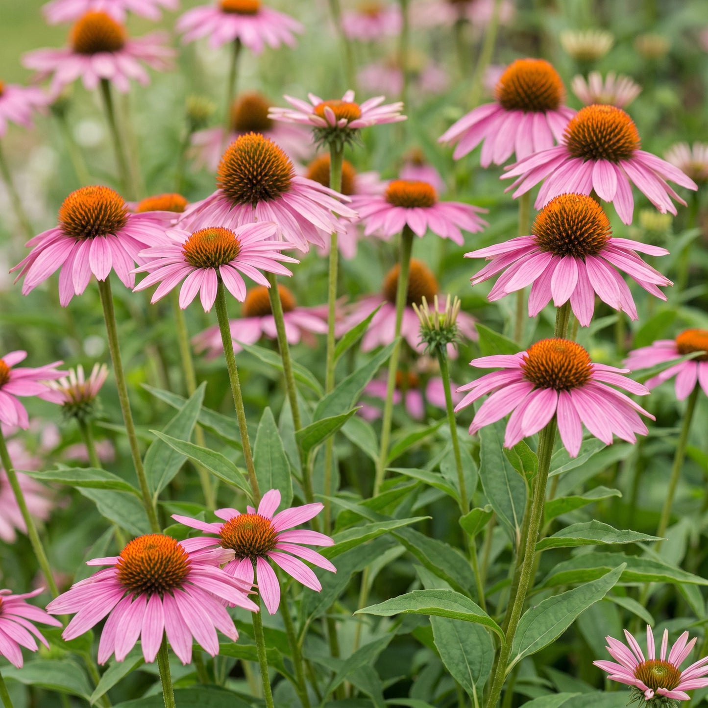 Perennial - Echinacea purp. Magnus - Coneflower - Bee and butterfly attractors - Pink - 12 Plants - Pot 11cm - Height 15-25cm