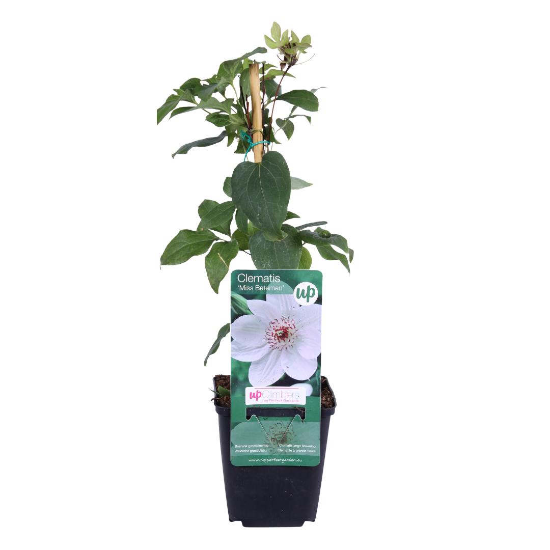 3x Clematis 'Miss Bateman' – P9 pot – elegant white-flowering climbing plant